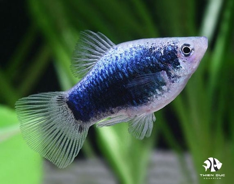 Platy Tuxedo Blue