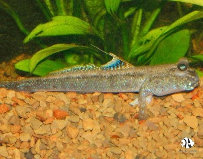 Mudskipper Vietnames