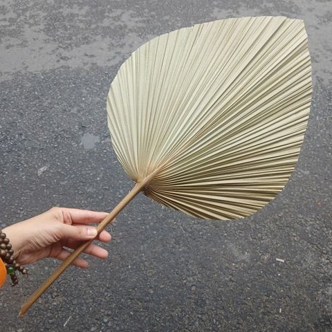 Quạt Lá Cọ - Quạt Cầm Tay Đan Thủ Công Decor / Treo tường