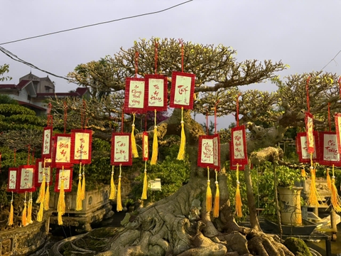 THẺ TREO Treo Trang Trí Tết - Tag mành tre treo mai đào