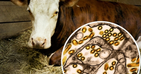 Triệu chứng hô hấp ở gia súc do cúm D: Nguyên nhân, mức độ nguy hiểm và cách phòng tránh