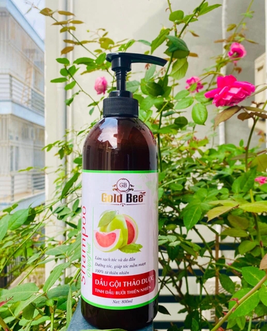 DG GoldBear Bưởi