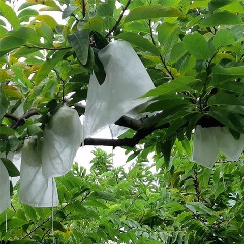 CỎ DẠI VỚI SẢN XUẤT HỮU CƠ CHO CÂY TRỒNG