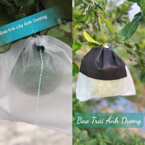 SỬ DỤNG TÚI BAO TRÁI NÀO TỐT NHẤT ĐỂ BAO BƯỞI