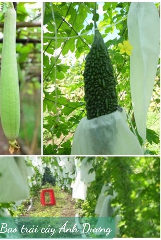 Túi Bao Trái Mướp đắng KT 15x30 cm