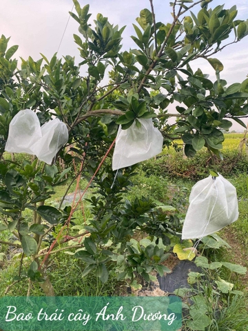 Túi Bao Trái Cây Ánh Dương KT 30x35 cm