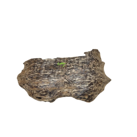 TRẦM HƯƠNG Ổ KHOAN - CANTIVATIVE AGARWOOD- HD02