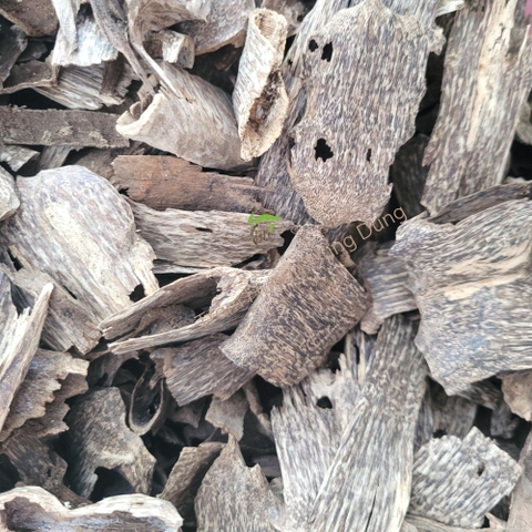 TRẦM HƯƠNG Ổ KHOAN - CANTIVATIVE AGARWOOD- HD02