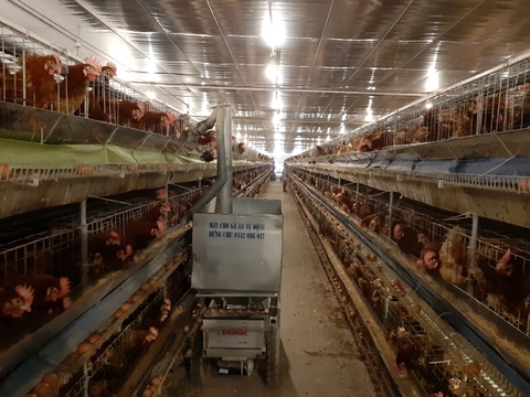 máy cho gà ăn tự động  cho chuồng lồng chữ H