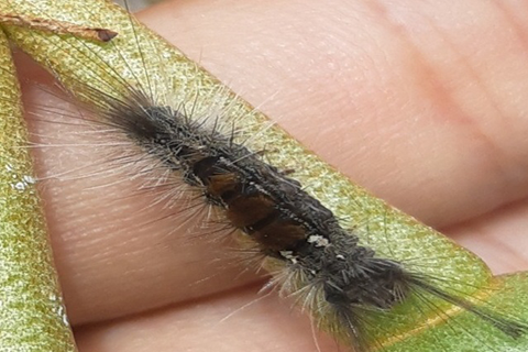 SÂU ĂN BÔNG SẦU RIÊNG – ĐẶC ĐIỂM NHẬN DẠNG VÀ CÁCH THỨC PHÒNG TRỪ