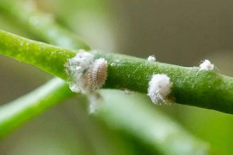 QUẢN LÝ DỊCH HẠI TRÊN CÂY TRỒNG BẰNG BIỆN PHÁP SINH HỌC