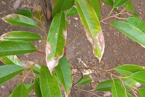 BỆNH THÁN THƯ SẦU RIÊNG VÀ CÁCH PHÒNG TRỊ