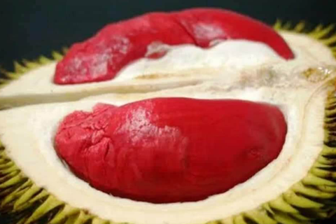 SẦU RIÊNG RUỘT ĐỎ: KỸ THUẬT TRỒNG VÀ CHĂM SÓC CÂY HIỆU QUẢ