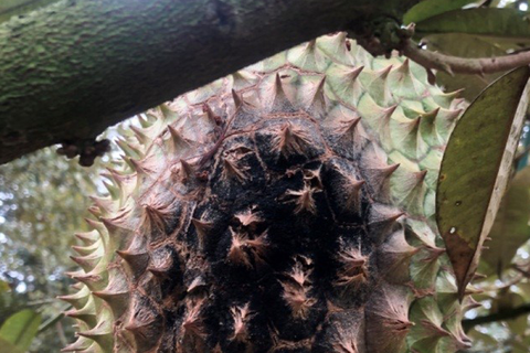 CÁCH TRỊ BỆNH THỐI TRÁI TRÊN CÂY SẦU RIÊNG