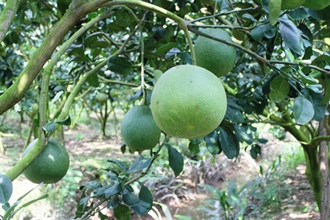 KỸ THUẬT TRỒNG BƯỞI DA XANH CHO CÂY NHANH RA QUẢ