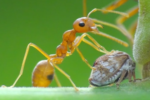 NHỮNG LOÀI CÔN TRÙNG CÓ ÍCH BÀ CON NÔNG DÂN NÊN BIẾT