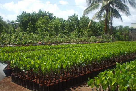 KỸ THUẬT LÀM VƯỜN ƯƠM CÂY ĂN QUẢ CHUẨN CHO NHÀ NÔNG