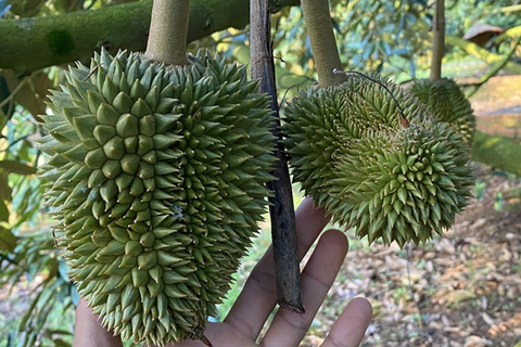 SẦU RIÊNG MÉO TRÁI: NGUYÊN NHÂN VÀ CÁCH KHẮC PHỤC