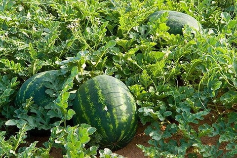 TOP 7 CÂY TRỒNG NGẮN NGÀY ĐEM LẠI HIỆU QUẢ, NĂNG SUẤT CAO