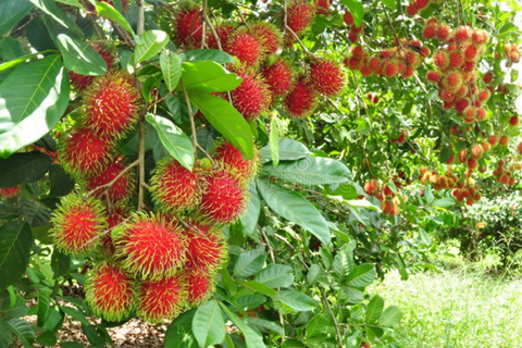 KỸ THUẬT TRỒNG VÀ CHĂM SÓC CÂY CHÔM CHÔM