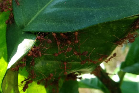 BẢO VỆ VÀ PHÁT TRIỂN KIẾN VÀNG TRONG VƯỜN CÂY ĂN TRÁI