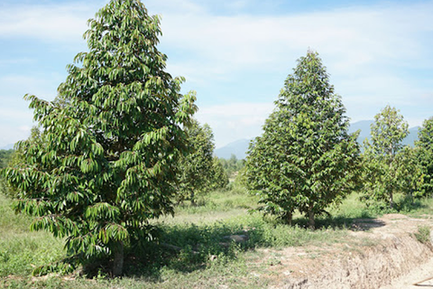 CUNG CẤP DINH DƯỠNG CHO CÂY SẦU RIÊNG NHƯ THẾ NÀO LÀ PHÙ HỢP