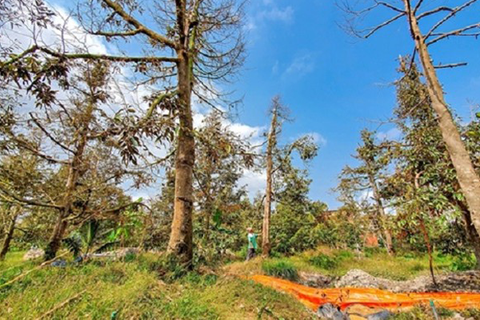 SÁNG KIẾN Ở VÙNG HẠN, MẶN TRỒNG CÂY ĂN TRÁI: CHIẾN THUẬT LẠ CỨU SẦU RIÊNG