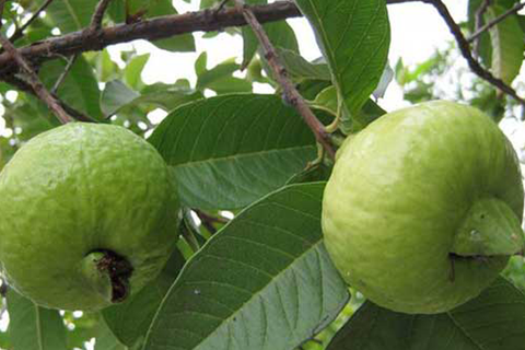 KỸ THUẬT TRỒNG ỔI ĐÚNG CÁCH GIÚP ÍT SÂU BỆNH VÀ NHANH THU HOẠCH