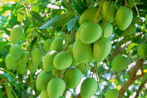 CÁCH TRỒNG XOÀI TỨ QUÝ CHO NĂNG SUẤT CAO