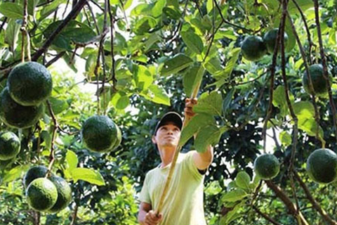 MÔ HÌNH TRỒNG XEN CÂY ĂN QUẢ ĐEM LẠI NHIỀU LỢI ÍCH THIẾT THỰC CHO NÔNG DÂN
