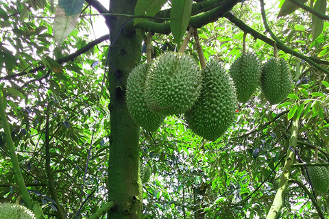 KỸ THUẬT XỬ LÝ CÂY ĐI ĐỌT GIÚP SẦU RIÊNG TRÒN TRÁI, XANH GAI