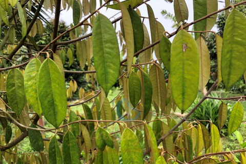 5 BỆNH SẦU RIÊNG THƯỜNG GẶP VÀ CÁCH PHÒNG NGỪA HIỆU QUẢ