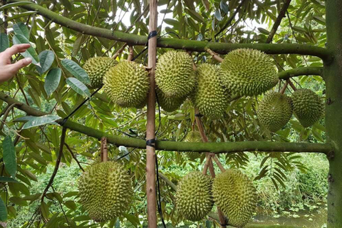 CÁC PHƯƠNG PHÁP NHÂN GIỐNG CÂY SẦU RIÊNG