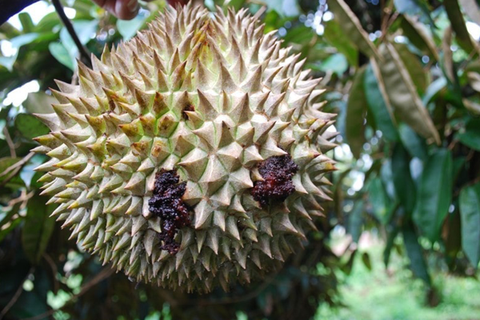 KINH NGHIỆM PHÒNG TRỪ SÂU ĐỤC TRÁI SẦU RIÊNG HIỆU QUẢ