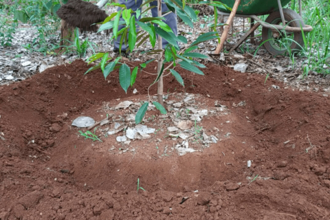 6 ĐIỀU CẦN BIẾT VỀ DINH DƯỠNG ĐẠM ĐỐI VỚI CÂY TRỒNG