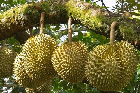 KỸ THUẬT CHĂM SÓC CÂY SẦU RIÊNG GIAI ĐOẠN KINH DOANH