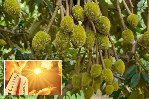 KỸ SƯ NAM TRẦN CHIA SẺ CÁCH BẢO VỆ SẦU RIÊNG GIAI ĐOẠN TRÁI NON TRƯỚC ẢNH HƯỞNG CỦA ĐỢT NẮNG NÓNG KÉO DÀI TẠI TÂY NGUYÊN