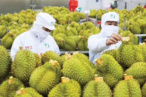 KỸ THUẬT TRỒNG SẦU RIÊNG ĐẠT CHUẨN XUẤT KHẨU – TOÀN DIỆN TỪ A-Z