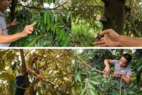 KỸ THUẬT CẮT TỈA NGỌN TRÊN CÂY SẦU RIÊNG