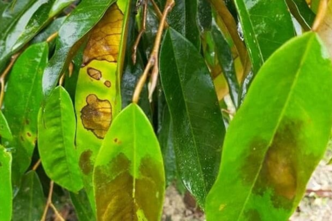 BỆNH CHÁY LÁ THÁN THƯ TRÊN CÂY SẦU RIÊNG: DẤU HIỆU, NGUYÊN NHÂN VÀ CÁCH PHÒNG TRỪ