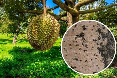 PHÒNG NGỪA NẤM BỆNH TẤN CÔNG SẦU RIÊNG KHI MƯA BÃO