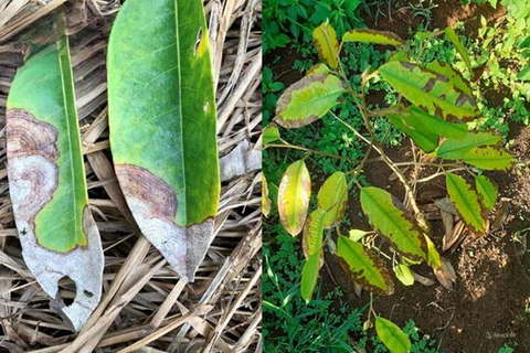 Bệnh cháy lá sầu riêng: Nguyên nhân, triệu chứng và cách phòng trừ