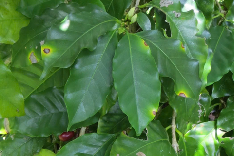 BỆNH ĐỐM MẮT CUA TRÊN CÂY CÀ PHÊ LÀ GÌ? BIỆN PHÁP HIỆU QUẢ CHO VƯỜN CÂY KHỎE MẠNH