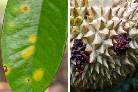 Bệnh đốm mắt cua trên cây sầu riêng: nguyên nhân, triệu chứng và cách phòng ngừa hiệu quả