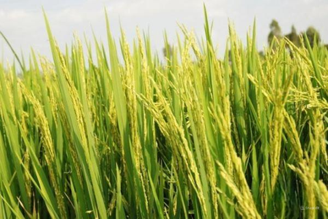 BỆNH LEM LÉP HẠT TRÊN CÂY LÚA: NGUYÊN NHÂN VÀ CÁCH PHÒNG TRỪ