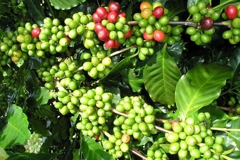 Bệnh nấm hồng trên cây cà phê: Nguyên nhân, triệu chứng và cách phòng trừ hiệu quả