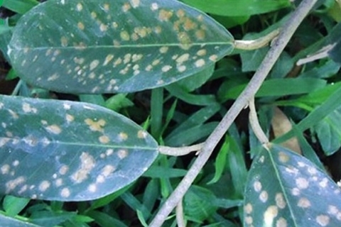 Bệnh Nấm Hồng Trên Cây Sầu Riêng: Nguyên Nhân, Triệu Chứng và Cách Phòng Trị