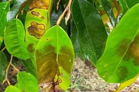 Bệnh thán thư trên sầu riêng: Nguyên nhân, triệu chứng và cách phòng trị 