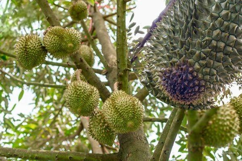 Bệnh thối trái sầu riêng: Nguyên nhân, triệu chứng và biện pháp phòng trừ