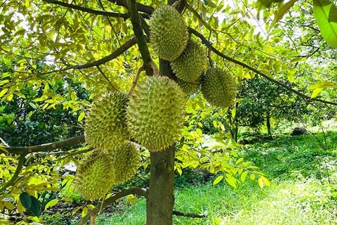 Những bệnh thường gặp trên cây sầu riêng và cách phòng trừ